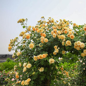 玛格丽特王妃太子妃藤本月季 海蒂 花园 花柱花架花卉植物盆栽苗