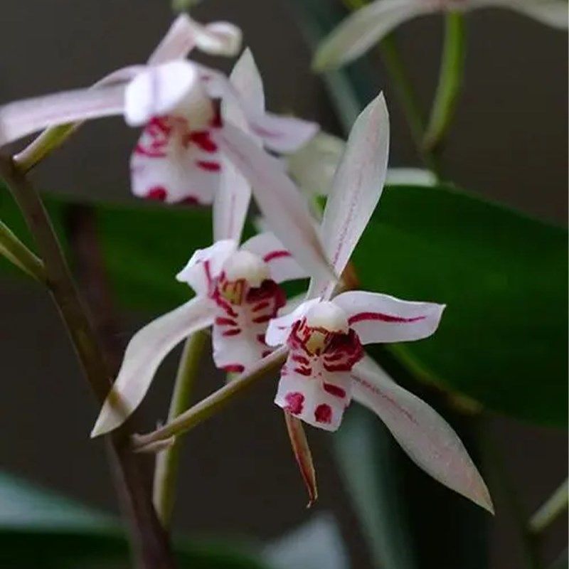 带花苞兔耳兰哥窑盆栽好四季建兰花卉绿植物兰花苗名贵精品客厅,鲜花速递/花卉仿真/绿植园艺,国兰/杂交兰/洋兰类,淘宝优惠券,粉丝福利购,淘宝优惠卷