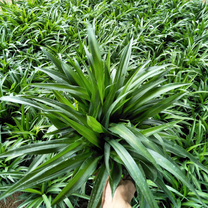 青叶吊兰大盆客厅室内垂吊植物净化空气吸甲醛绿植金边吊兰盆栽花