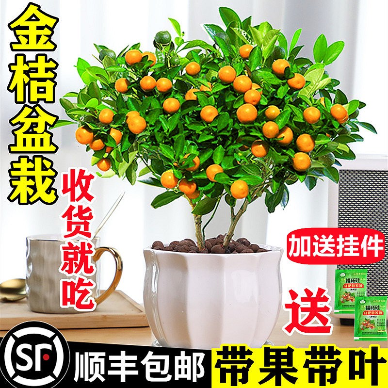 金桔树盆栽可食用带果脆皮四季橘子树苗客厅室内外年宵花卉绿植物
