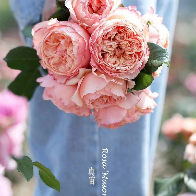 真宙 P11盆灌木月季 橙粉色强香勤花耐热 老园丁庭院盆栽,鲜花速递/花卉仿真/绿植园艺,月季/蔷薇/玫瑰,淘宝优惠券,粉丝福利购,淘宝优惠卷