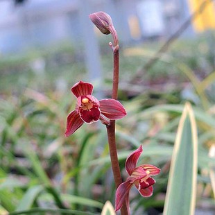 翁源兰花苗墨兰盆栽东方红神荷矮种金边带花苞好养桌面盆栽花卉