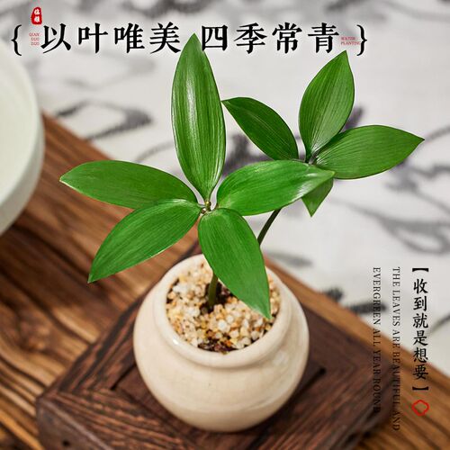 竹柏迷你植物小盆栽拇指绿植办公室内桌面摆件盆景四季长青好养活