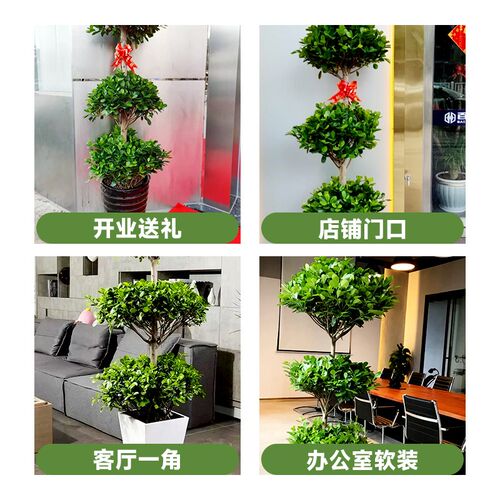 金钱榕客厅大盆栽办公室内发财树大型绿植物盆景旺宅送礼四季常青