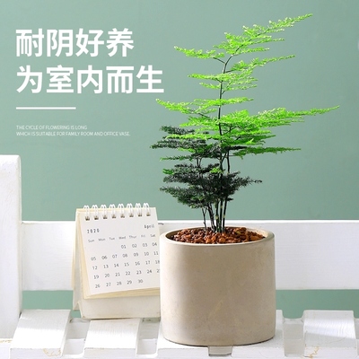 恒春文竹盆栽植物办公室绿植花卉室内桌面小盆景四季常青好养易活