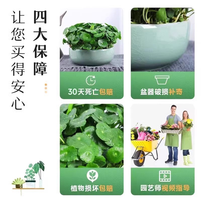 精品大叶铜钱草水培植物室内好养易活水养金钱草客厅旺宅绿植盆栽