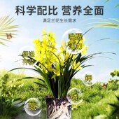贝可施兰菌兰花专用营养液肥料兰灵王生根促花多箭素蝴蝶兰君子兰