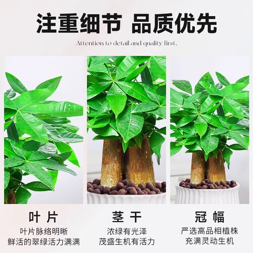 2025新年发财树小盆栽花卉绿植物办公室内文竹水培招财树盆景好养