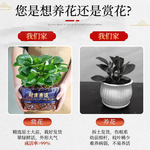 碧玉盆栽室内绿植盆景豆瓣绿去甲醛净化空气客厅桌面绿植四季常青