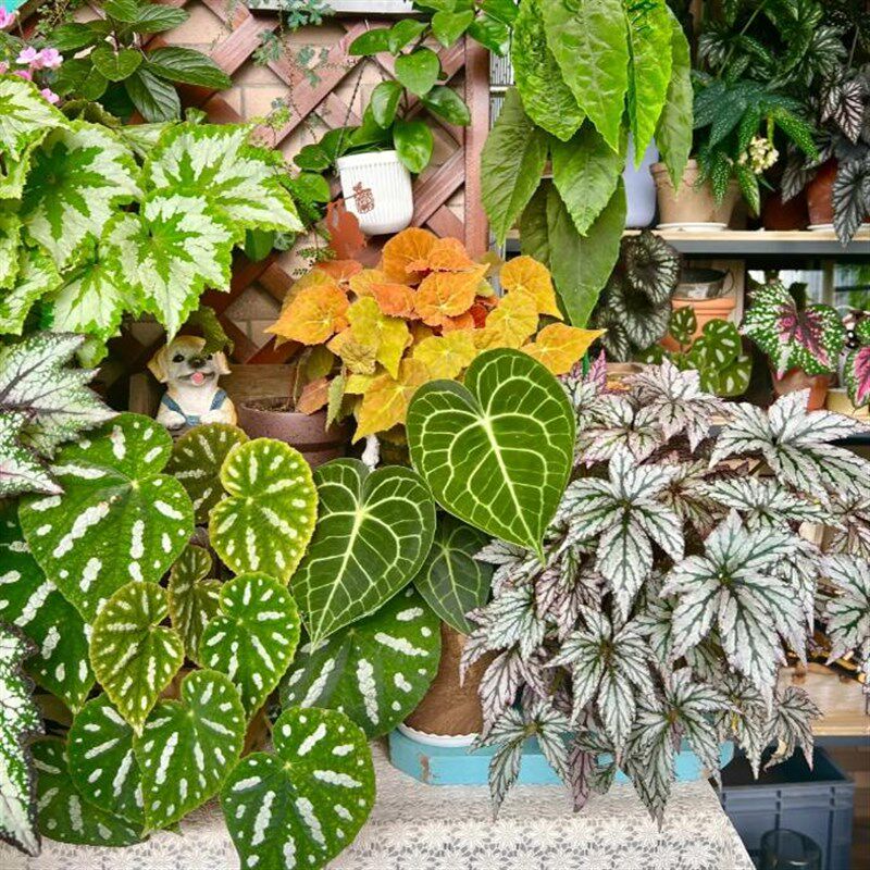 西瓜皮椒草秋海棠蟆叶类阳台室外客厅桌面绿植盆栽观叶赏花植物