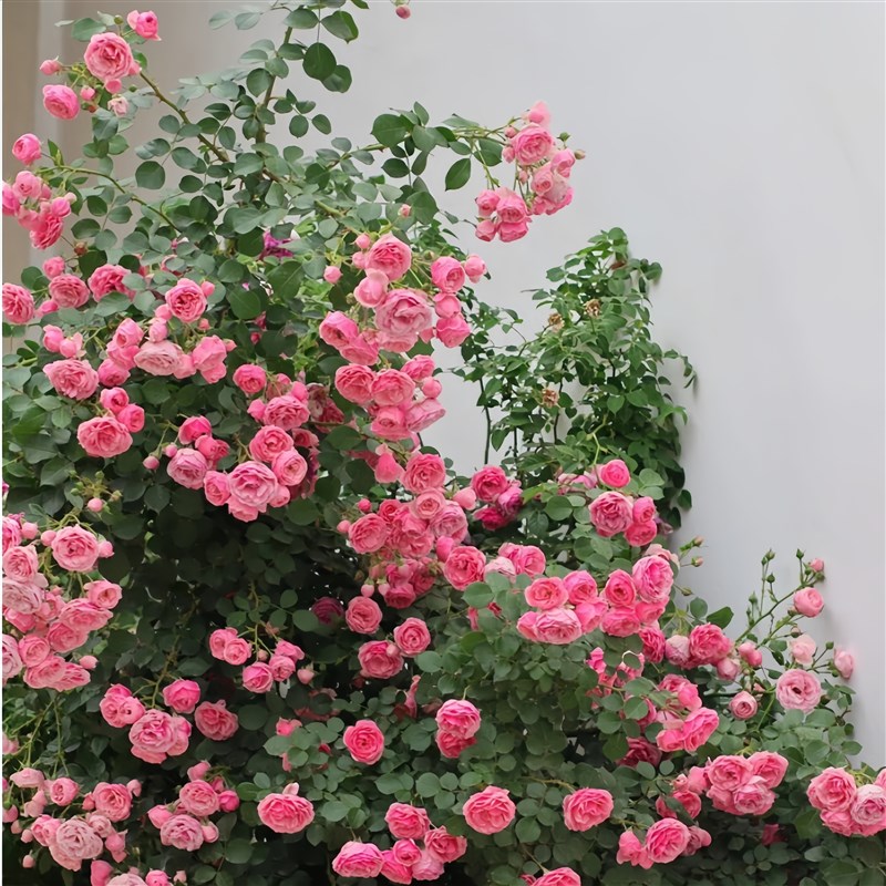 艾拉绒球藤本月季花苗爬藤植物庭院大花浓香玫瑰盆栽花卉蔷薇大苗