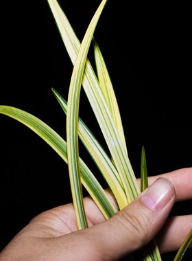 中透艺兰草花木兰兰花盆栽植物名贵建兰高档兰花苗带花苞大众国兰