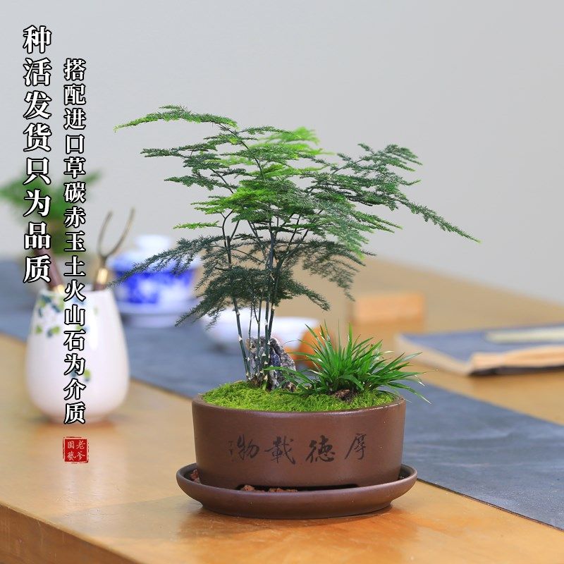 文竹盆栽室内盆景植物客厅桌面办公室绿植好养水培植物花茶室摆件,鲜花速递/花卉仿真/绿植园艺,绿植,淘宝优惠券,粉丝福利购,淘宝优惠卷