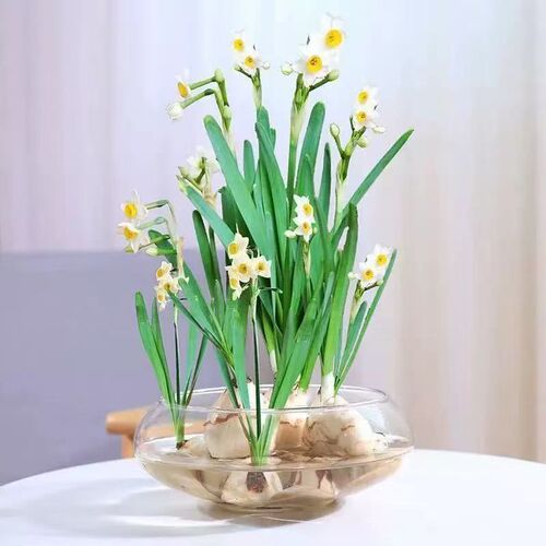 大口径玻璃花瓶碗莲铜钱草水仙花盆水培绿植花卉客厅桌面阳台摆件