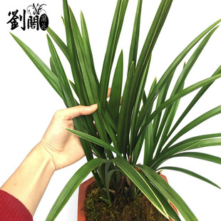 刘阁兰花 金边建兰四季兰花苗 小桃红 现带花苞出售好养花卉盆栽