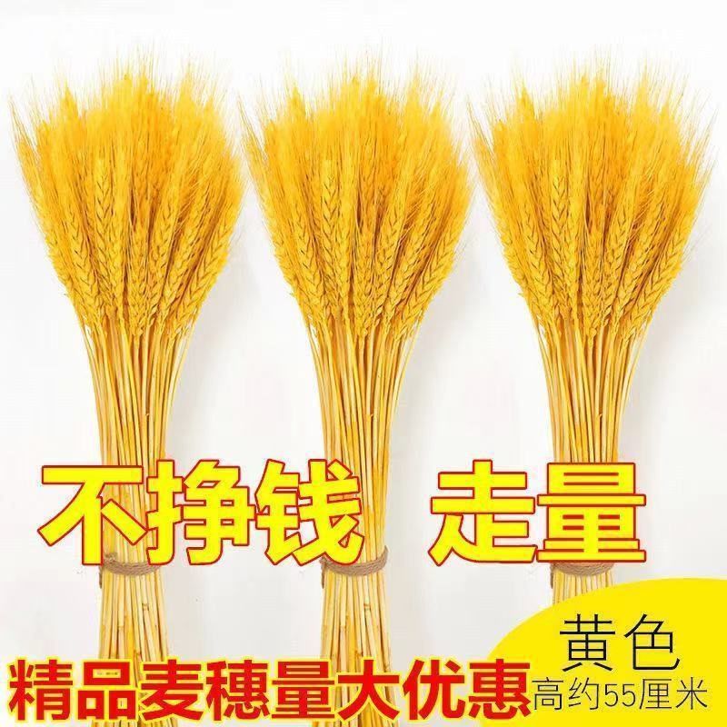 天然大麦麦穗干花花束开业大麦客厅田园装饰摆件插花拍摄道具
