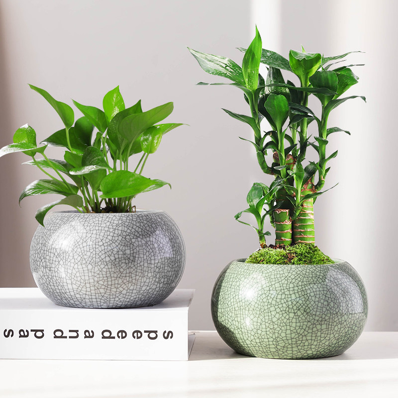 简约水养铜钱草花盆陶瓷水培种植专用容器无孔客厅办公室桌面摆件,鲜花速递/花卉仿真/绿植园艺,花盆,淘宝优惠券,粉丝福利购,淘宝优惠卷