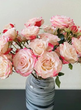 绿园美植  折射泡泡 切花月季粉边多头玫瑰耐开直立庭院阳台盆栽