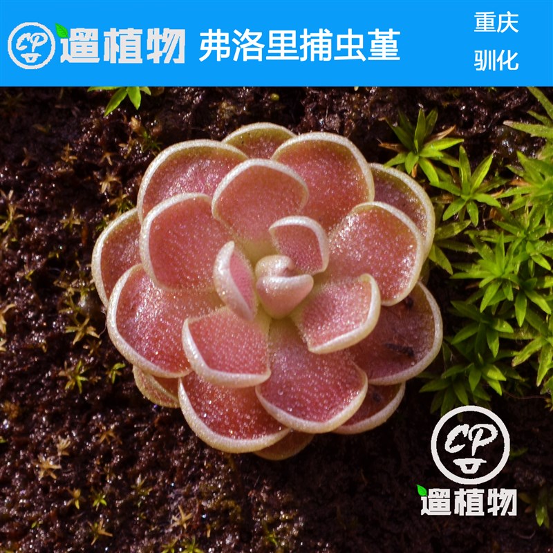 弗洛里捕虫堇多肉植物盆栽食虫植物食人花造景苔藓瓶微景观迷你植