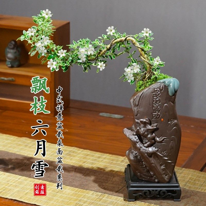 飘枝六月雪盆景植物室内桌面茶几好养净化空气盆栽办公室花卉绿植,鲜花速递/花卉仿真/绿植园艺,绿植,淘宝优惠券,粉丝福利购,淘宝优惠卷