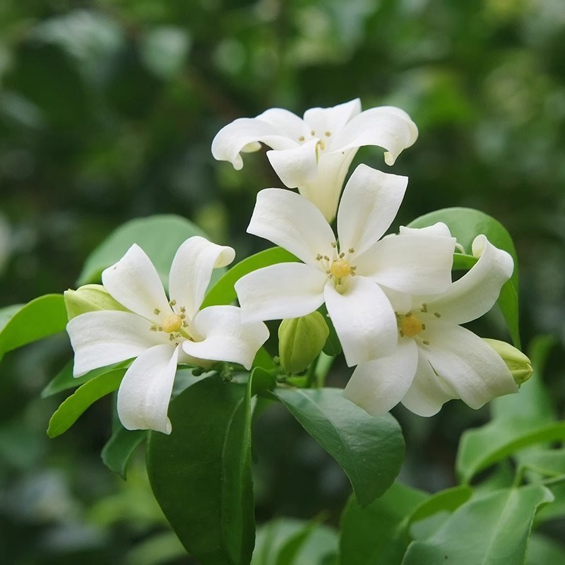 九里香飘枝款小叶飘枝九里香盆栽中式盆景绿植室内盆栽办公室桌面