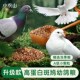 鸽子斑鸠专用食粮鸟粮饲料粮食鸟食小颗粒幼鸽粮高粱小麦营养下蛋