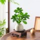 八方来财鸭脚木盆栽水培植物花卉办公桌面绿植客厅四季 好养活盆景