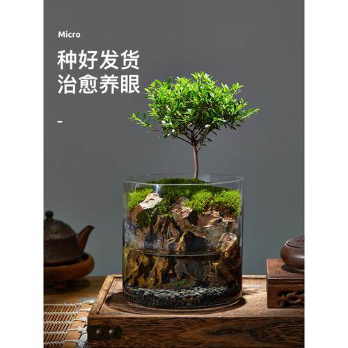 玄山桌面苔藓微景观造景植物生态瓶绿植盆栽玻璃室内盆景创意摆件