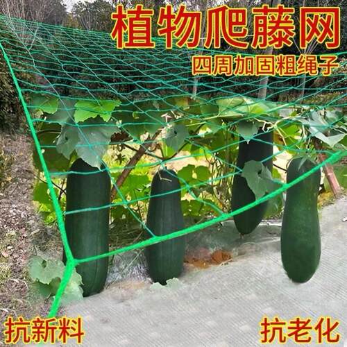 园艺植物爬藤网攀爬种植搭架丝瓜百香果豆角藤蔓花卉网农用葡萄棚