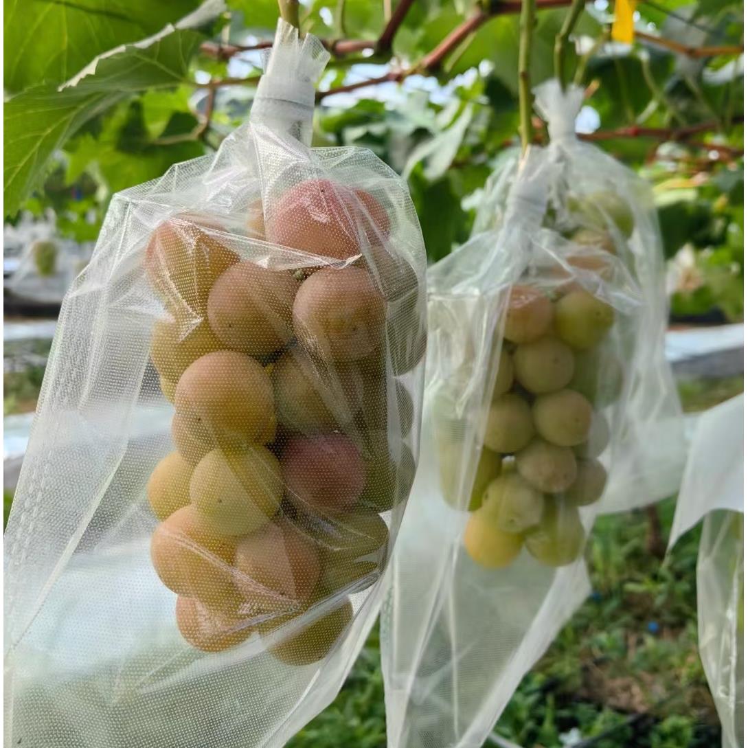 全透明微孔膜妮娜皇后套袋释迦果芒果袋苦瓜套袋透光透气葡萄套袋