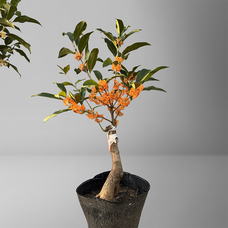 桂花树盆景金桂绿植丹桂树苗四季桂庭院八月桂日香桂朱砂桂大树香