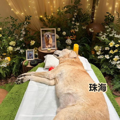 珠海宠物火化殡葬狗狗猫咪兔离世善终骨灰纪念品无痛安乐上门服务