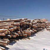 国产松木支撑杆杉现货落叶松河道工程木桩木桩短定制桩长林场围栏