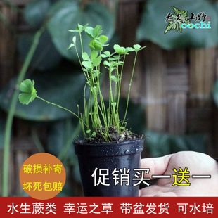 山野选集 幸运草四叶萍田字草绿植水培类植物耐水喜阴植物生态缸