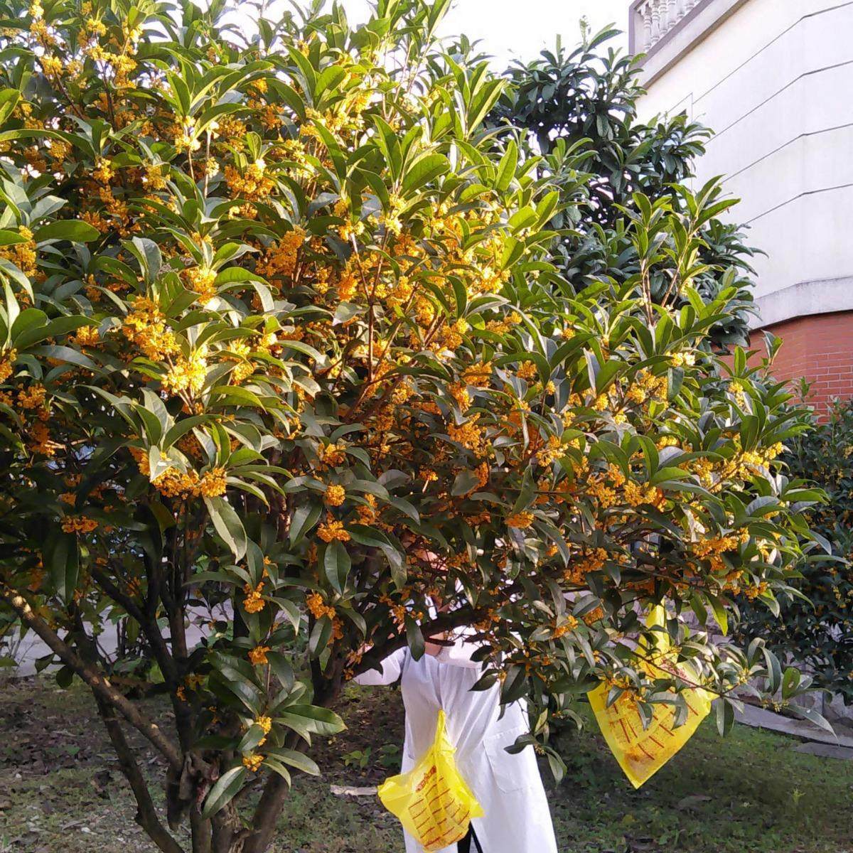 桂糕传统糕GBY江南色美食花桂特花糖糕点纯手工特色零食加工