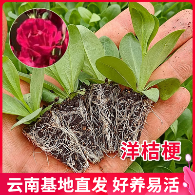 昆明直发重瓣洋桔梗花苗5棵夏季易活室内阳台盆栽室外易活花卉