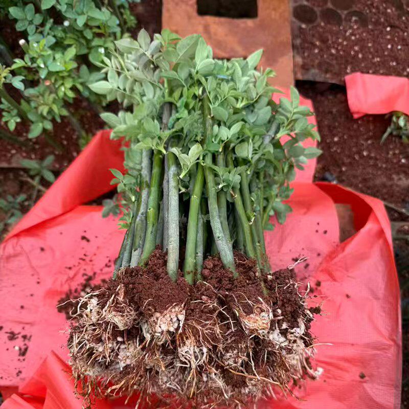 云南直发10颗蔷薇花苗爬藤好养易活藤本月季耐寒植物四季种易庭院