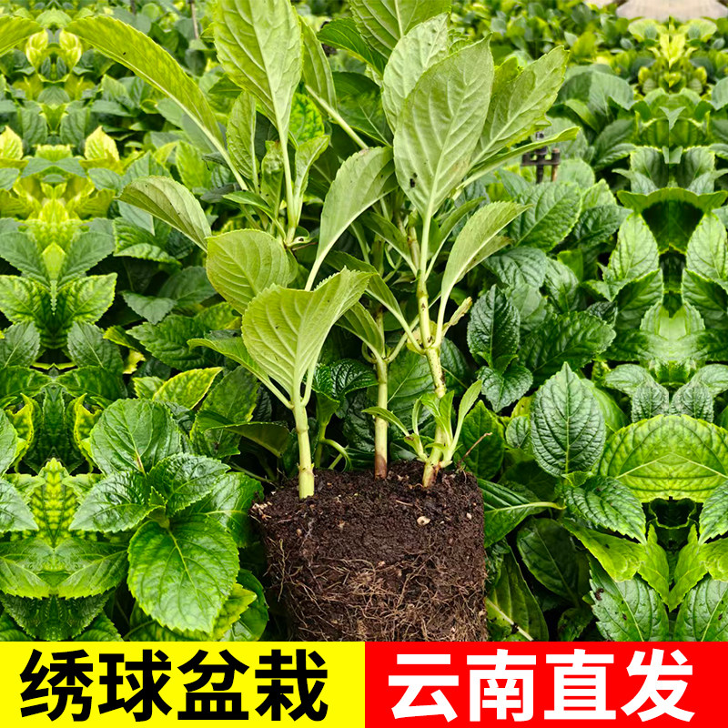 云南绣球花苗盆栽无尽夏四季栽卉室内绿植庭院花园冬季耐寒好养活,鲜花速递/花卉仿真/绿植园艺,绣球/木绣球/木本植物,淘宝优惠券,粉丝福利购,淘宝优惠卷