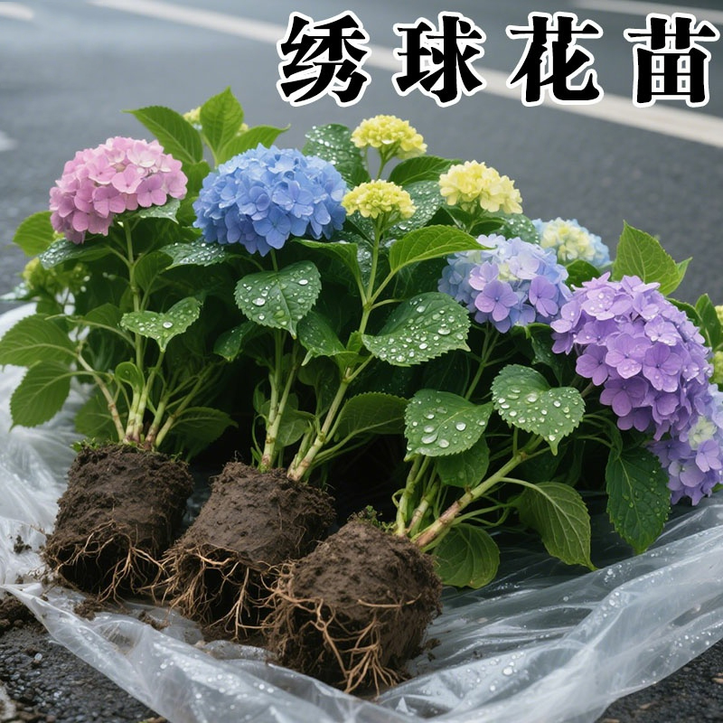 云南绣球花苗盆栽无尽夏四季栽