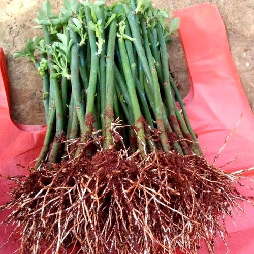 云南直发5颗蔷薇花苗爬藤