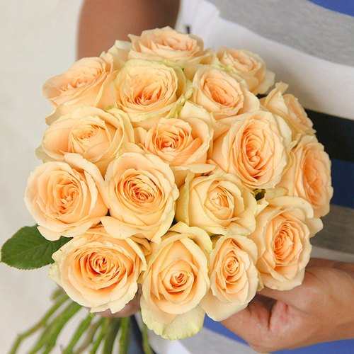 玫瑰花盆栽蜜桃雪山月季花苗四季开浓香大花庭院阳台花卉植物好养