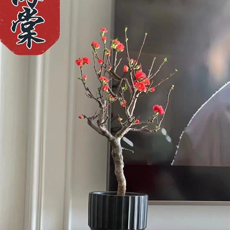 海棠花盆栽树苗盆景重瓣老桩庭院绿植物室内四季开花花卉好养易活