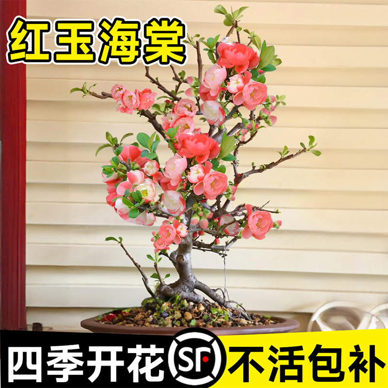 海棠花盆栽四季开花红玉海棠树苗老桩盆景花卉植物室内花绿植真花