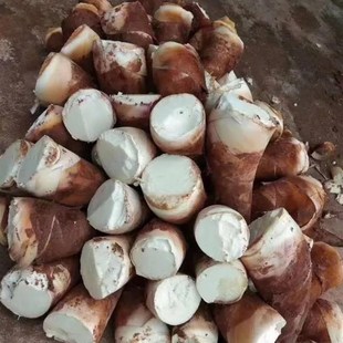 龙竹苗甜龙竹苗水果竹笋苗