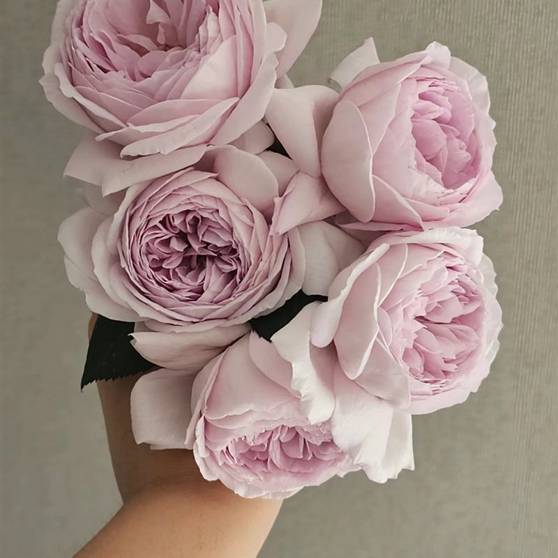 一加仑扦插中苗夜光杯原土原盆发货可盆栽或地栽庭院