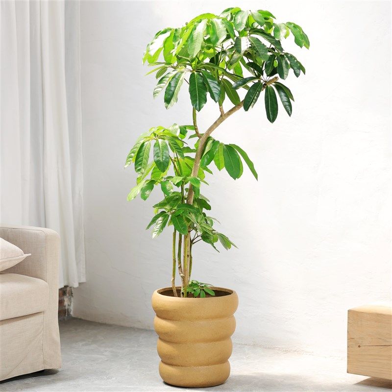 北欧简约螺旋纹特大号镁泥龟背竹百合竹大口径花盆仿水泥客厅阳台,鲜花速递/花卉仿真/绿植园艺,花盆,淘宝优惠券,粉丝福利购,淘宝优惠卷