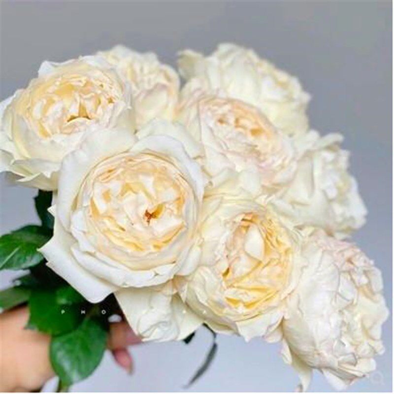 奶油伊芙月季花大苗盆栽直立性好四季大花强香抗病包子型玫瑰花苗