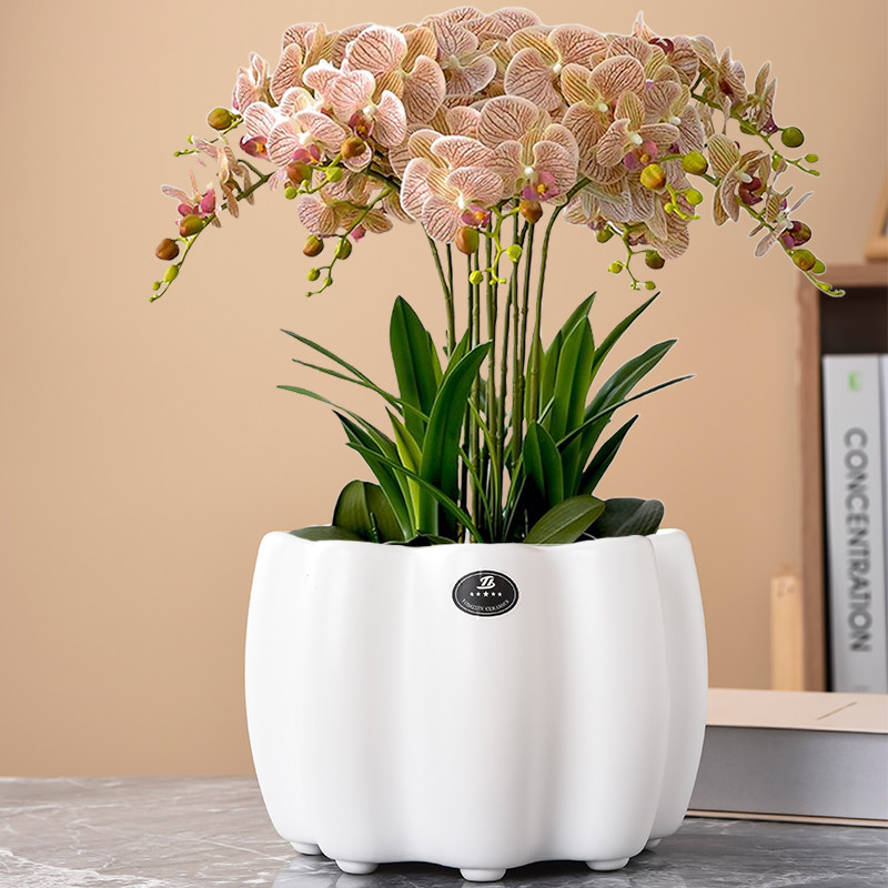 北欧简约花盆陶瓷大号室内客厅桌面阳台多肉虎皮兰蝴蝶兰绿植花盆,鲜花速递/花卉仿真/绿植园艺,花盆,淘宝优惠券,粉丝福利购,淘宝优惠卷