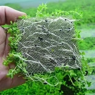 好养无需二氧化碳前景草坪爬地矮珍珠网片鱼缸造景水族箱前景水草