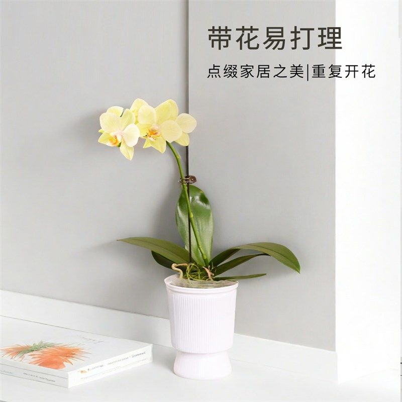 花构想家庭室内蝴蝶兰1花箭室内带盆花卉送礼办公室绿植花卉懒人,鲜花速递/花卉仿真/绿植园艺,国兰/杂交兰/洋兰类,淘宝优惠券,粉丝福利购,淘宝优惠卷